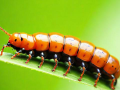 caterpillar是什么意思，Caterpillar是什么意思？