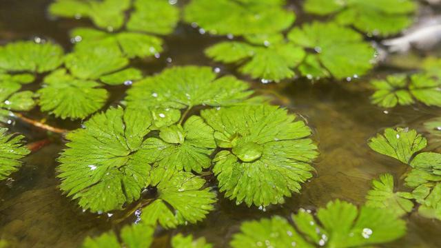 河苗是什么植物-第2张图片-ECN交易平台排行榜