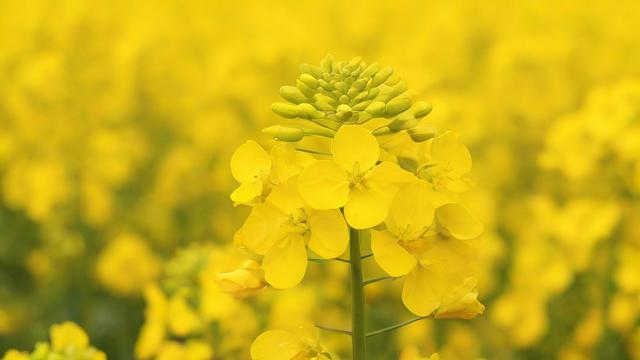 油菜什么时下尿素（油菜什么时下尿素最好）-第1张图片-ECN交易平台排行榜