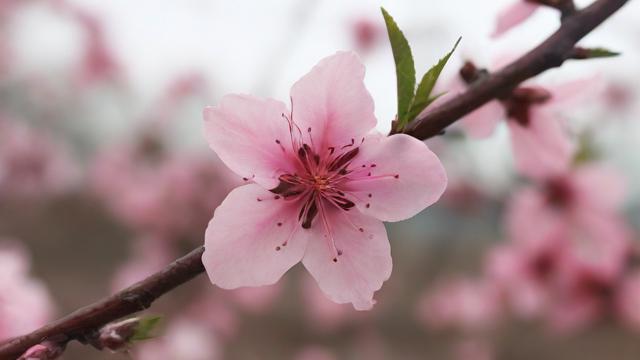 人面桃花究竟蕴含着怎样的情感与故事？-第2张图片-ECN交易平台排行榜